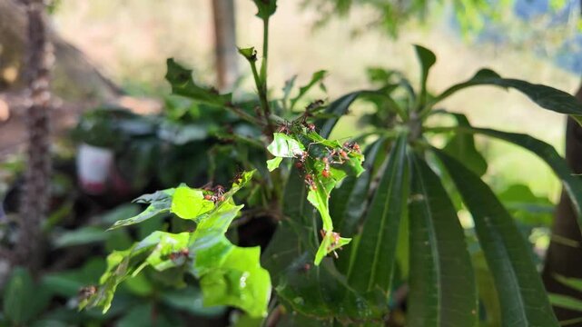 Hormigas cortadoras comiendo plantas hormigas arrieras
