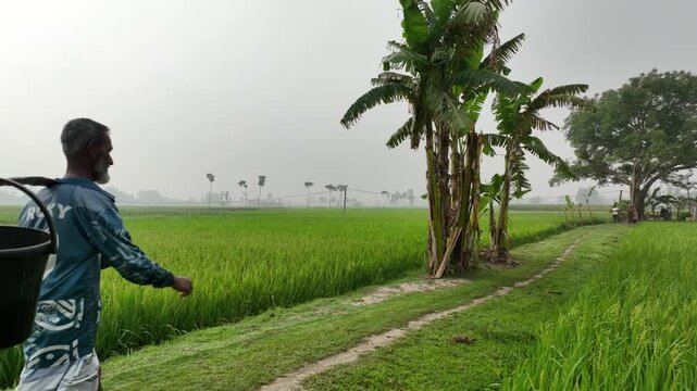 Farmer carrying buckets walking through green rice paddy field
