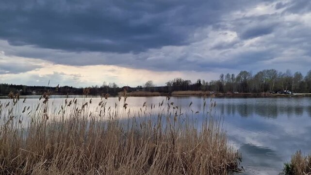 Wide view of dry common reed Phragmites australis plants swaying in wind near river with dark dramatic clouds above at twilight or dawn time. Nature background