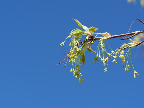 Sugar maple (Acer saccharum) flowers and emerging leaves against blue sky in late April, Colorado