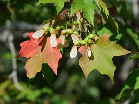 Early fall color change of sugar maple (Acer saccharum) leaves with samaras in September, Colorado