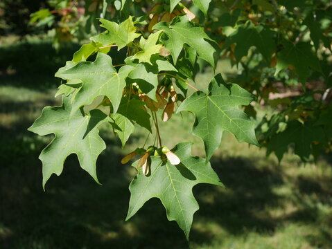 Green leaves and immature samaras of sugar maple (Acer saccharum) in late summer, Colorado