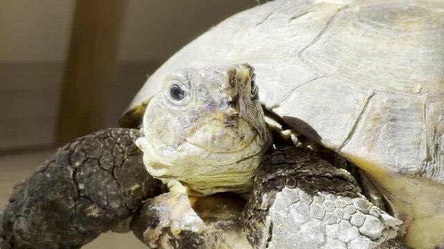 Tortoise looking directly at camera close up