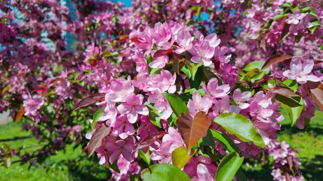 Pink crabapple blossoms blooming on tree branches in sunny park