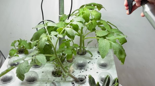Close-up of female hands misting tomato plant leaves with water spray in hydroponic greenhouse. Sustainable agriculture and plant care concept