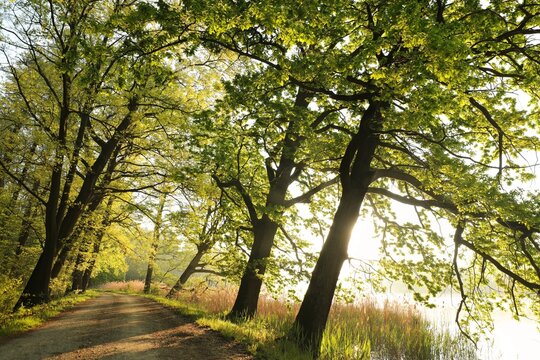 Spring oak trees along a dirt road at the edge of a lake, Poland.