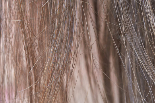 Loose Brown Hair Hanging In Close Up Strands Showing Varied Tones And Fine Flyaway Hairs Against Pale Background.
