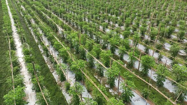 Aerial view of a vast chili pepper field plantation