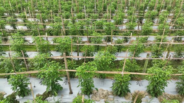 Green chili pepper plants growing in a field