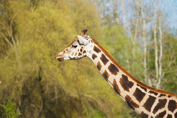 Obraz premium Portrait of a giraffe in profile against a natural backdrop