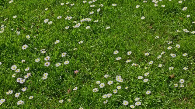White flowers of ox-eye daisy or marguerite on a field in spring Leucanthemum vulgare