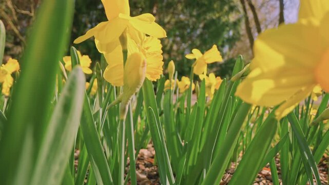 Smooth forward camera movement through blooming yellow daffodils in bright daylight sun. Fresh green leaves and warm natural light create a vibrant early spring scene with soft cinematic motion.
