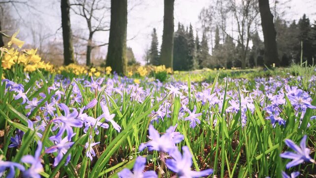 Smooth forward camera movement through a blooming meadow of yellow daffodils and blue scilla flowers. Surrounded by forest, bright daylight highlights vibrant spring colors and natural depth.
