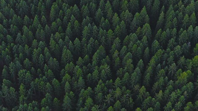 Aerial drone flight over dense dark spruce forest. Endless evergreen trees forming natural texture, calm wilderness landscape, nature background from above.