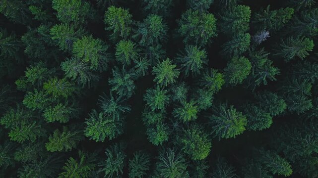 Aerial drone shot pulling up from dense spruce forest. Camera ascends revealing endless evergreen canopy, dark green texture and vast wilderness landscape from above.