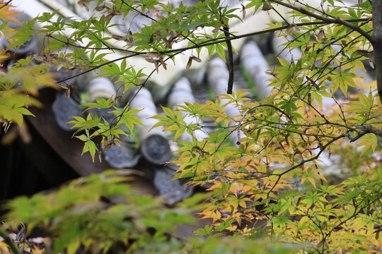 Artistic branches and green orange leaves of maple tree with background of traditional ancient chinese roof in autumn at Chengdu Wu Hou Shrine, Sichuan Province of China