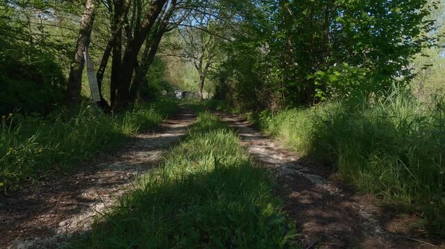 "Dirt road through lush green forest in Molise, Italy - Volturno River valley"