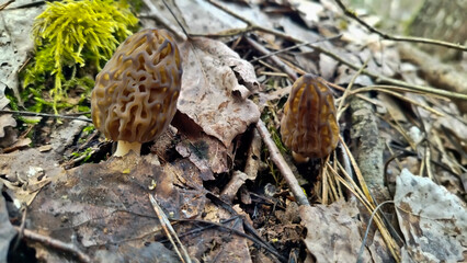 Obraz premium Morchella is a delicacy mushroom. It grows in the forest in spring. The mushroom is brown. morel mushrooms, mushrooms in the forest, 