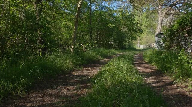 "Dirt road through lush green forest in Molise, Italy - Volturno River valley"