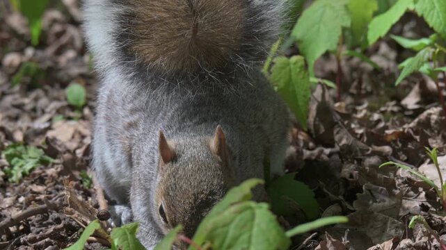 Grey Squirrel (Sciurus carolinensis) looking for food amongst leaf litter. April, Kent, UK [Slow motion x4]