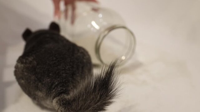 fluffy grey chinchilla energetically rolling and spinning inside a large glass jar to clean its fur