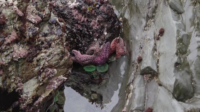 Purple and pink starfish in a rocky tide pool
