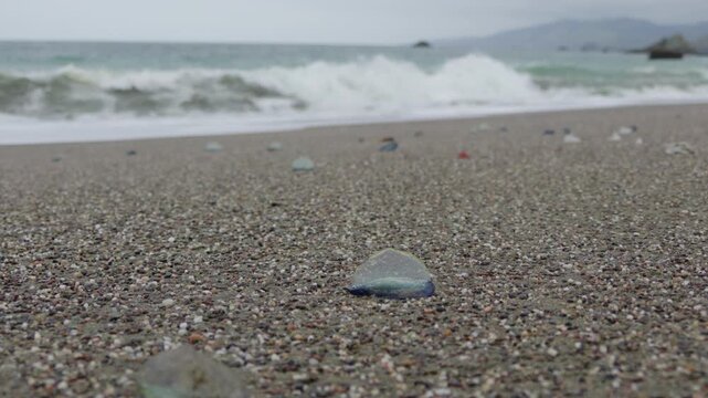 Velella velella hydrozoans washed ashore on a California beach