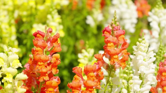 色鮮やかな花に入り込み飛び去るハナバチ。2倍スローモーション