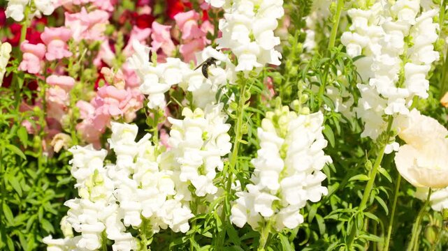 色鮮やかな花にひとつずつ入り込み花粉を集めるハナバチ。2倍スローモーション