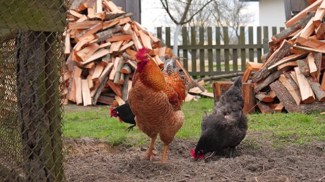 Red rooster and black hen foraging near a pile of firewood in a sunny farm yard.