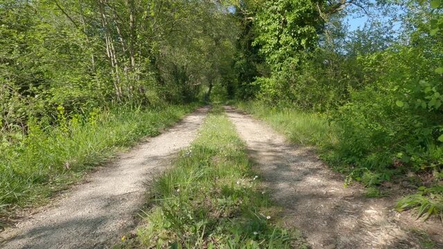 "Dirt road through lush green forest in Molise, Italy - Volturno River valley"