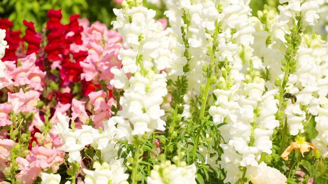 色鮮やかな花の周りで縄張り争いをするハナバチ。2倍スローモーション