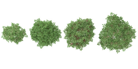 Naklejka premium Collection of Aralia plants on transparent background from the top view