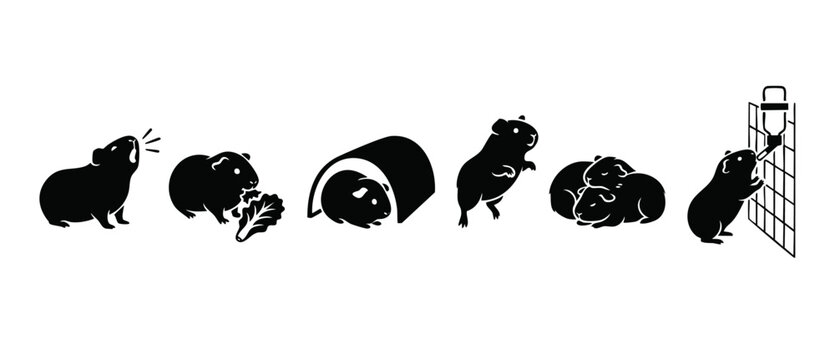 Guinea Pig Silhouettes Set, Cute Rodent Behavior Icons, Eating Sleeping Playing and Drinking Water, Flat Minimalist Animal Collection Vector Illustration for Pet Shop Infographics or Breeding Design