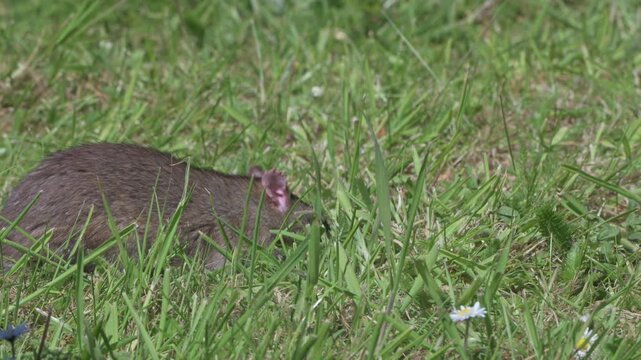 Brown Rat (Rattus norvegicus) eating food left on a lawn for the birds, before running off to hide. April, Kent, UK [Slow motion x5]