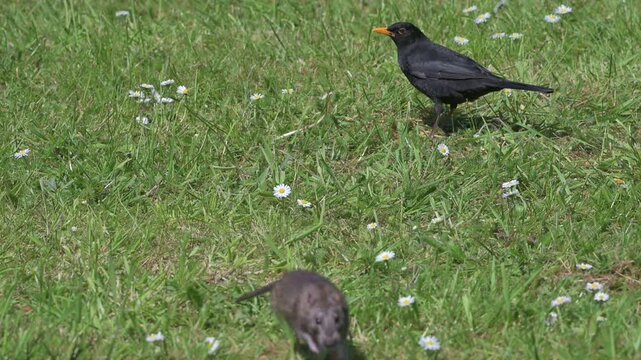 Brown Rat (Rattus norvegicus) eating food left on a lawn for the birds, watched by a blackbird, before running off to hide. April, Kent, UK [Half speed]