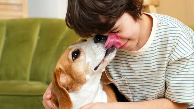 A child embraces a beagle on a green sofa as the dog gently licks his face in a warm home interior. Childhood, animal care, and affection support wellbeing, empathy, and emotional connection.