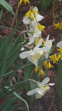 Daffodils in the garden in spring. Cultivated flowers in the garden