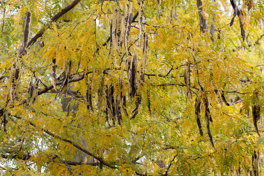 Brown clusters of seeds hang from the branches of a honey locust tree.