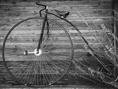 An old fashioned penny farthing bicycle with a large front wheel leans against a rustic wooden wall with leafy branches creating a vintage nostalgic outdoor scene in black and white