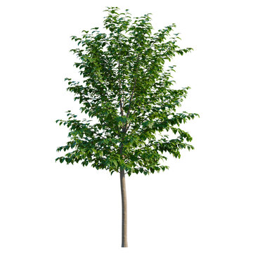 Morus alba tree, elevation, front view, cutout, transparent background, isolate, Detailed green leaves texture, nature background, closeup of foliage, fresh spring leaves