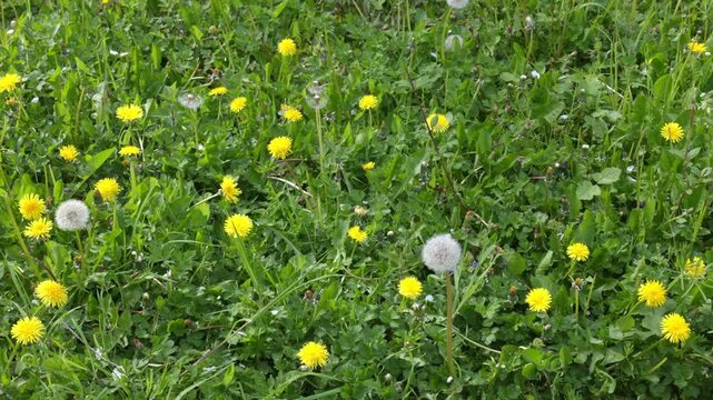 video, Close up flowers yellow dandelions. Yellow dandelions. Bright dandelion flowers on the background of green spring meadows.