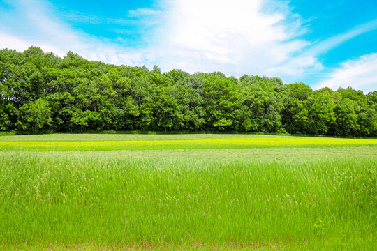 A wide open field of tall green grass stretches toward a dense line of trees under a bright blue sky with wispy clouds creating a peaceful natural outdoor summer landscape