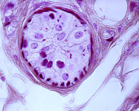 Eccrine sweat gland. Myoepithelial cells