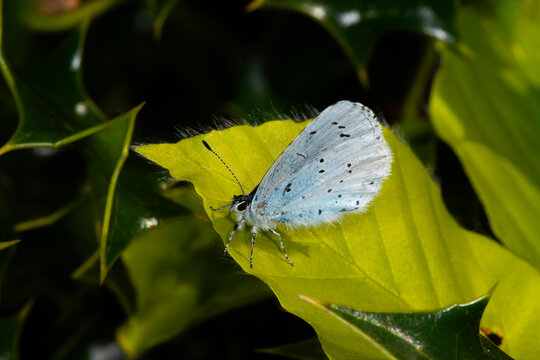A Holly Blue butterfly at rest on a beech leaf bext to a holly bush, At rst, looking for places to lay eggs
