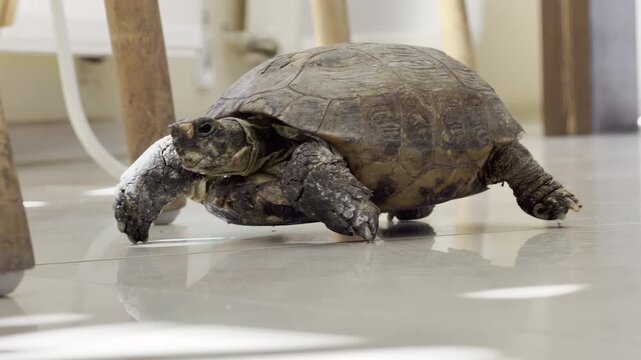 Small domestic turtle walking on floor panning
