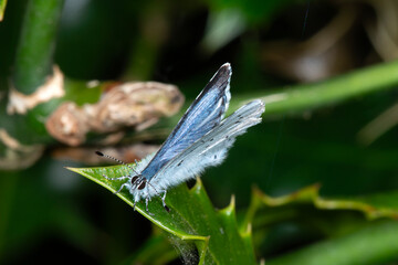 A Holly Blue butterfly at rest on a holly leaf, looking for a place to lay eggs © Wildwatertv