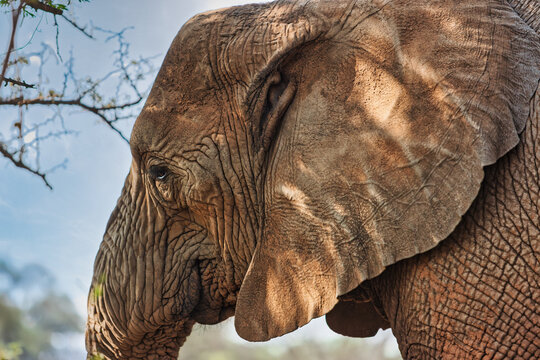 African Elephant Foraging in Natural Habitat background of trees and shrubs