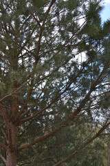 Fototapeta premium Close-up view of pine tree branches with green needles and cones. Natural forest texture, outdoor nature background.