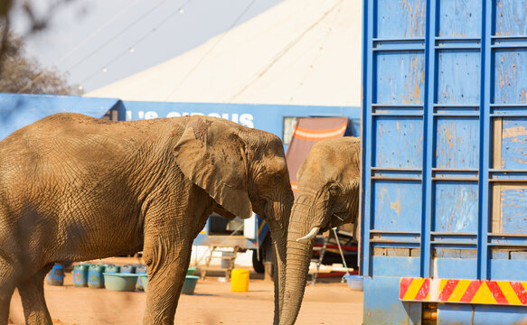 Captive African Elephants in Traveling Circus Encampment tent and service vehicles